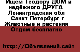 Ищем Теодору ДОМ и надёжного ДРУГА! - Ленинградская обл., Санкт-Петербург г. Животные и растения » Отдам бесплатно   